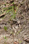 Great plains flatsedge